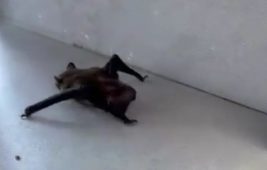 İstanbul’da evlere giren yarasalar paniğe neden oldu
