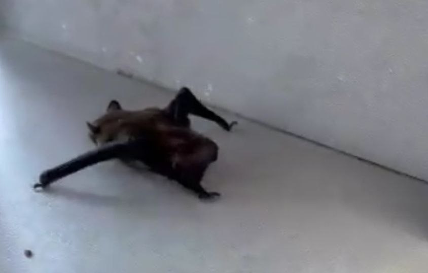 İstanbul’da evlere giren yarasalar paniğe neden oldu
