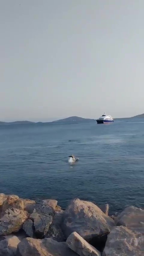 Bostancı Sahili’nde yüzen yunuslar kameraya yansıdı