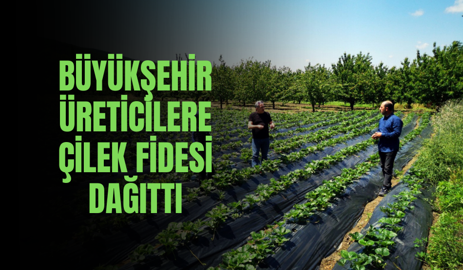 Büyükşehir üreticilere çilek fidesi dağıttı