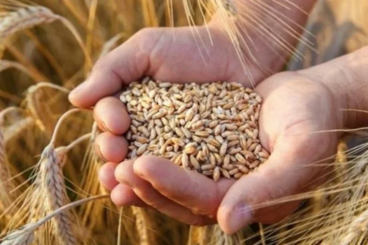 Rusya açıkladı! Tahıl anlaşması sona erdi... Rusya açıkladı! Tahıl anlaşması sona erdi...