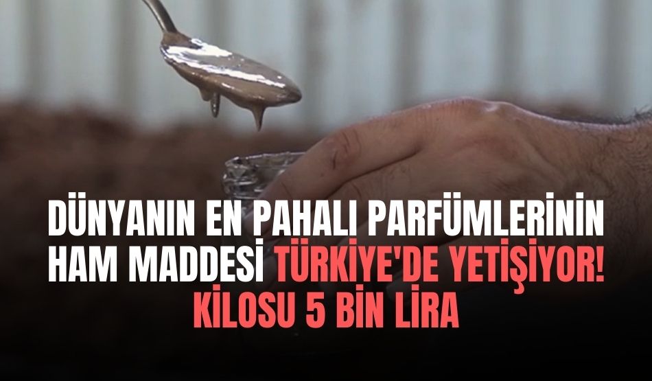 Dünyanın en pahalı parfümlerinin ham maddesi Türkiye’de yetişiyor! Kilosu 5 bin lira