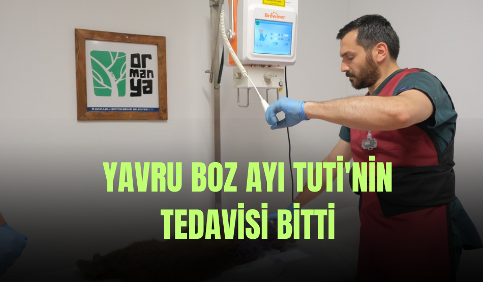Yavru boz ayı Tuti’nin tedavisi bitti