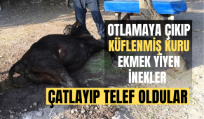 Kocaeli’de otlamaya çıkıp, küflenmiş kuru ekmek yiyen inekler çatlayıp telef oldu