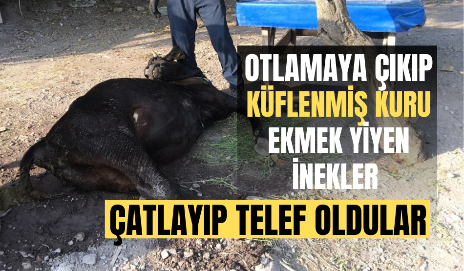 Kocaeli’de otlamaya çıkıp, küflenmiş kuru ekmek yiyen inekler çatlayıp telef oldu