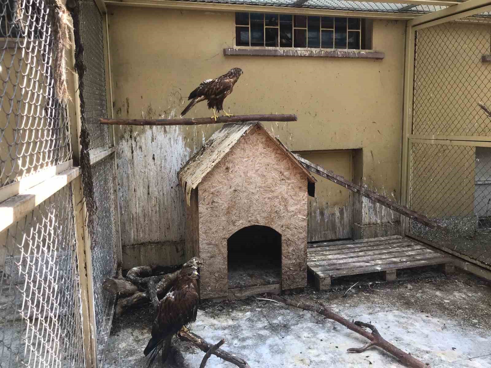 Doğada yaralı bulunan yaban hayvanları en kısa sürede tedavi edilerek yaşam alanlarına bırakılıyor