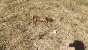 Alibey Barajı’ndaki köpek ölülerini İSKİ temizlemeyince, Sultangazi Belediyesi topladı