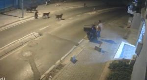 Kağıthane’de sürü halinde dolaşan sokak köpekleri vatandaşların kabusu oldu
