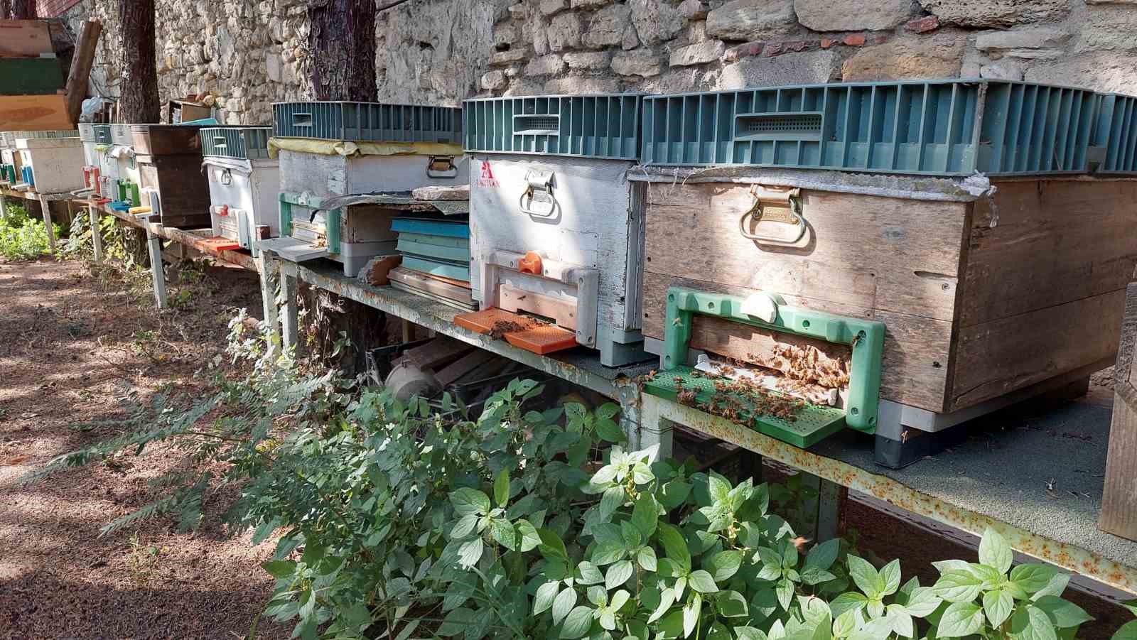 Zeytinburnu’nda bal toplama hasadı yapıldı