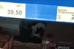 Sultangazi’de BİM’e giren kedi ürünlerin arasında dolaştı