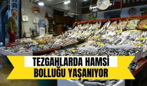 Tezgahlarda hamsi bolluğu yaşanıyor