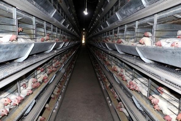 Tavuk eti azaldı, yumurta üretimi arttı