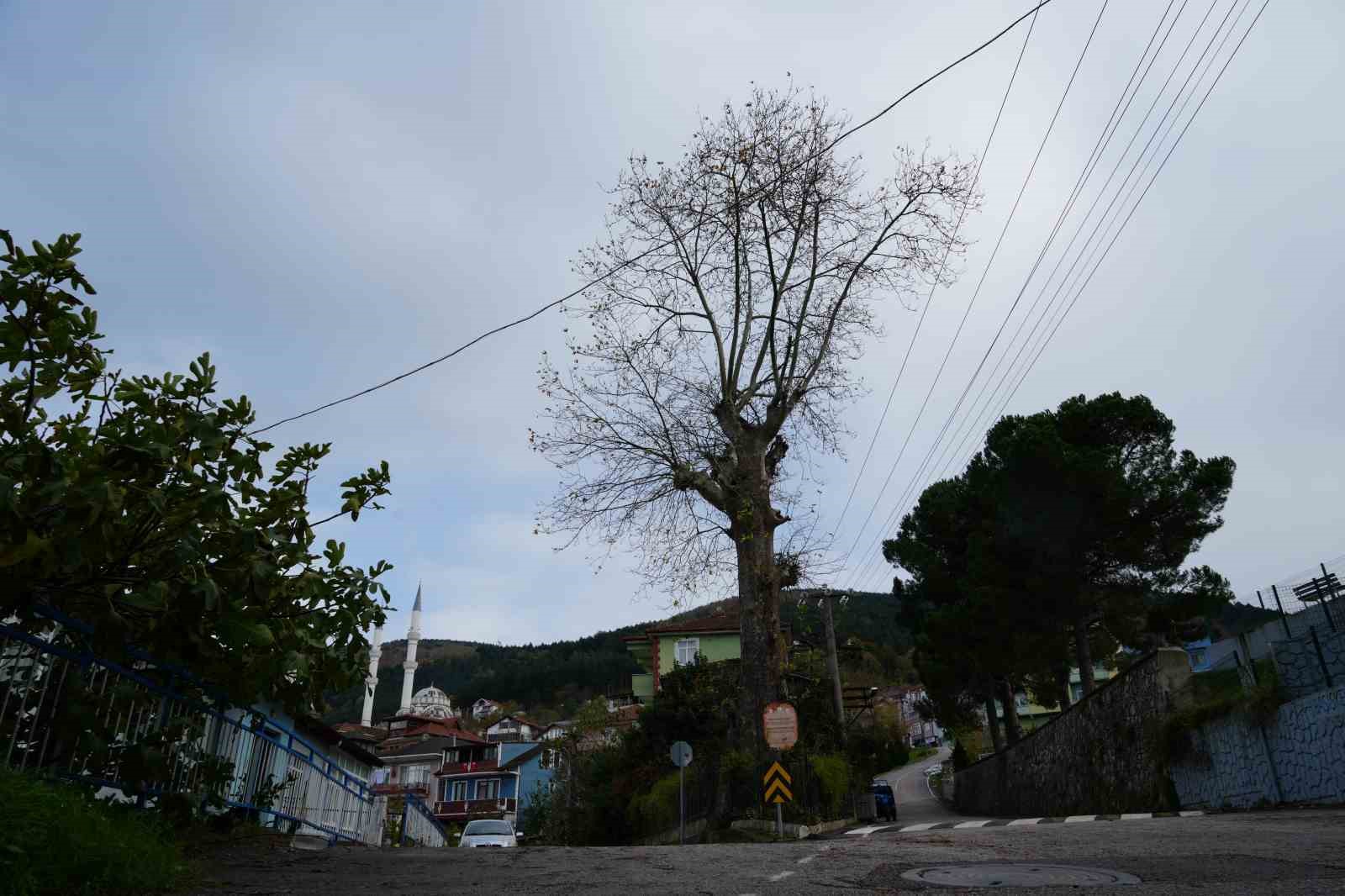 300 Yıllık Ağacın Tarihi Hikayesi
