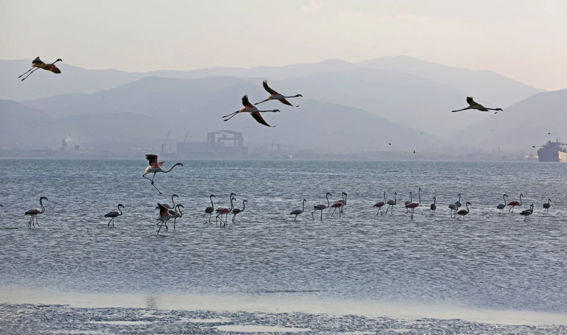 351 flamingoya ev sahipliği yapıyor 351 flamingoya ev sahipliği yapıyor