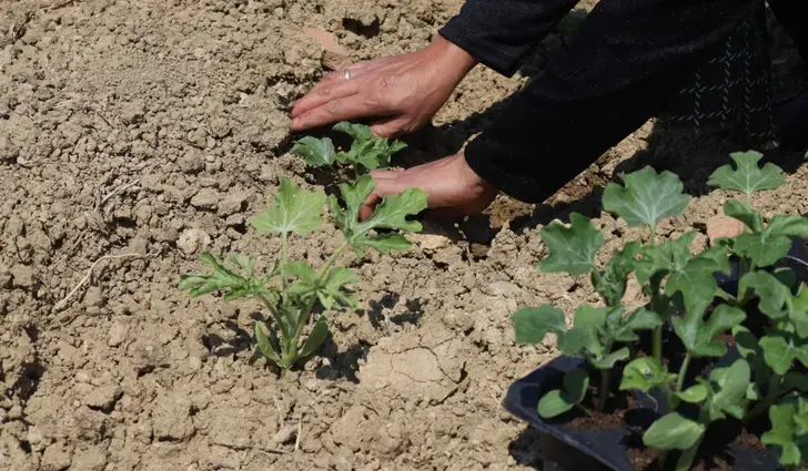 Karpuz Tohumları Toprakla Buluştu