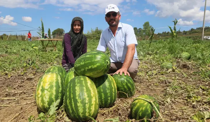 Kandıra Karpuzu Hasat Sezonu Başladı