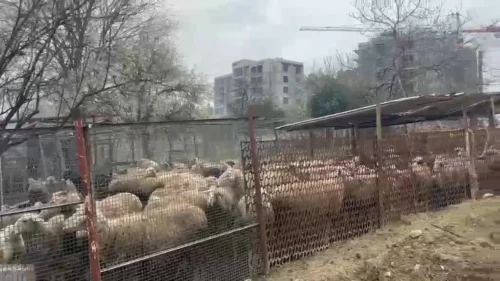 Ahır Yangınında Çok Sayıda Hayvan Hayatını Kaybetti