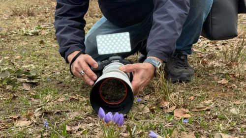 Turizm Haftası Etkinliği: Kocaeli Kartepe’nin Endemik Keltepe Çiğdemi Foto Safari ile Keşfedildi
