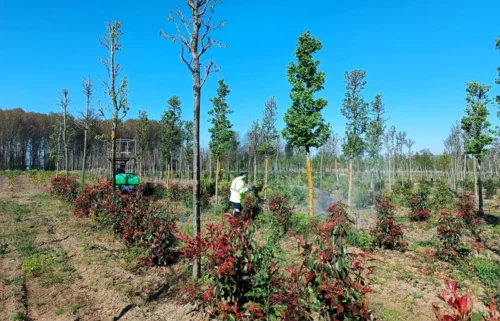Kocaeli Büyükşehir’den Fidanlara Koruyucu İlaçlama: Bitki Sağlığı Emin Ellerde