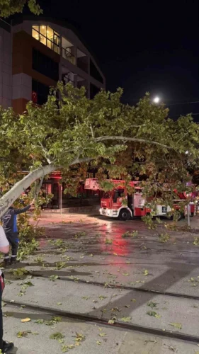 İzmit Tramvay Hattına Düşen Ağaç Dalı Seferleri Aksattı
