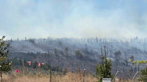 Kocaeli Gebze Beylikbağı’nda Orman Yangını Çıktı: Ekipler Müdahale Ediyor