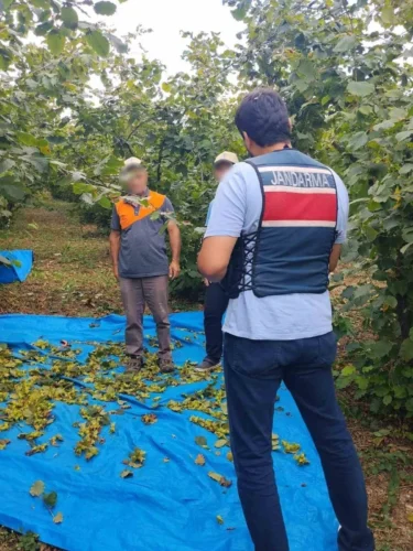 Kandıra Fındık Tarlalarında Hırsızlığa Karşı Drone’lu ve 7/24 Jandarma Denetimi