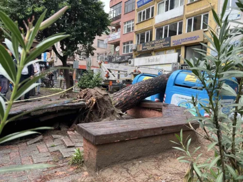 Kocaeli İzmit’te Devrilen Ağaç Sokağı Kapattı: Facia Kıl Payı Atlatıldı