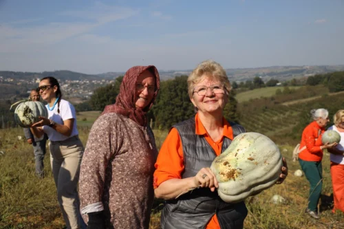 İzmit Belediyesi Atıl Araziden 8 Ton Balkabağı Hasadı Gerçekleştirdi