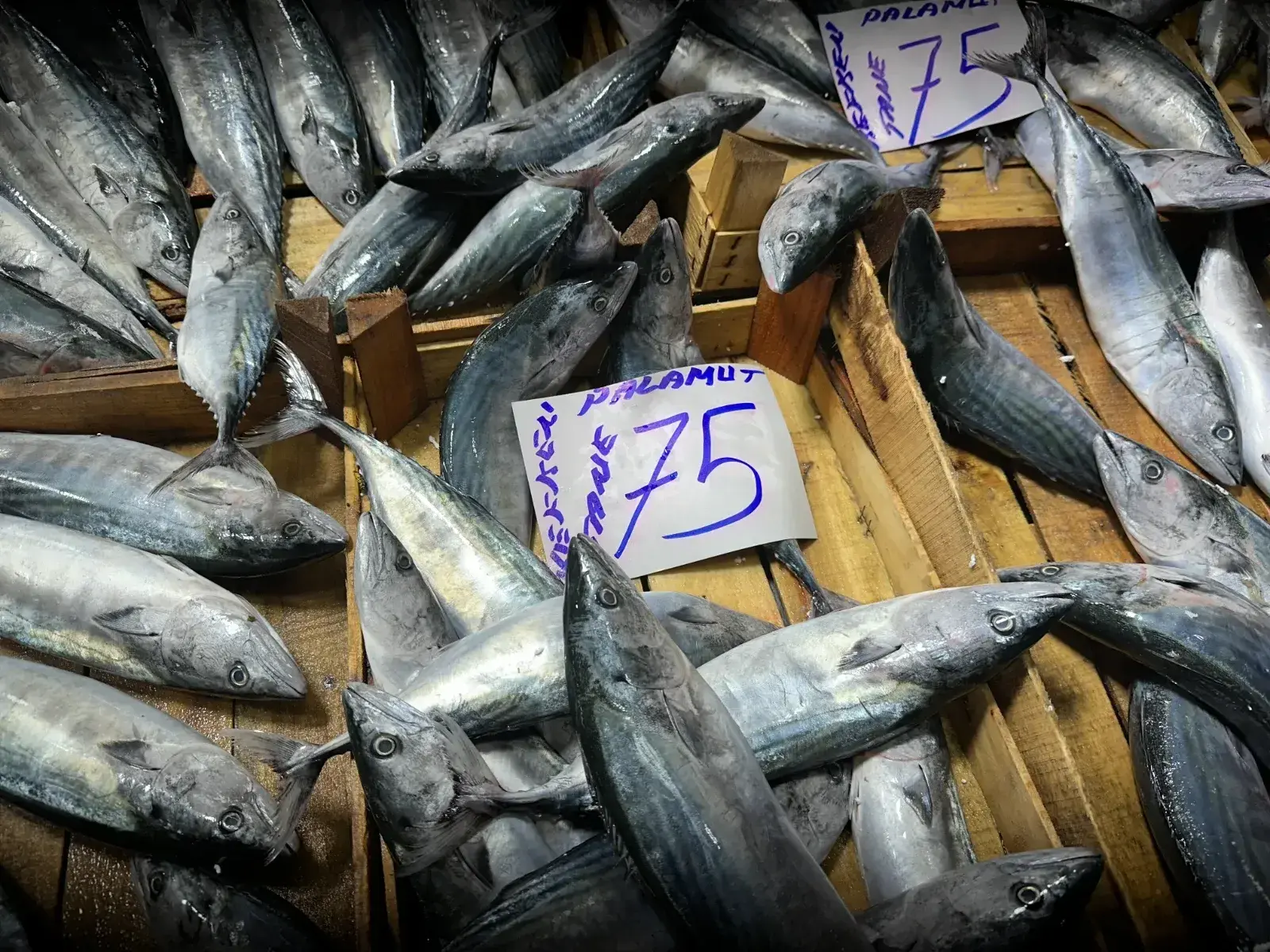 Palamut fiyatları istikrarını korudu: Bolluk devam ediyor