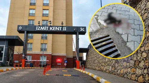 Kent Konut’ta hız kurbanı kediler, sakinler can güvenliği bekliyor