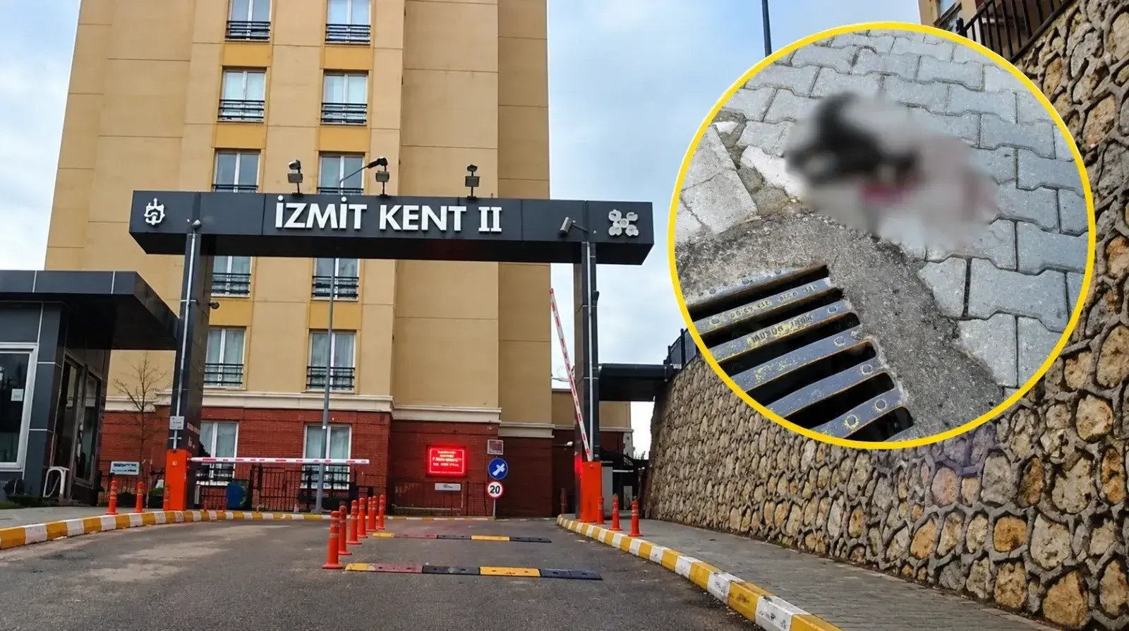 Kent Konut’ta hız kurbanı kediler, sakinler can güvenliği bekliyor