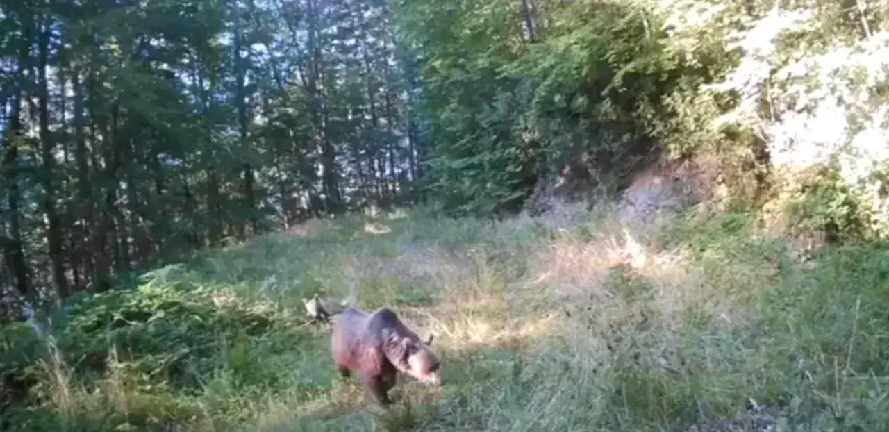 Annelerinin peşinden bir an bile ayrılmayan minik ayılar
