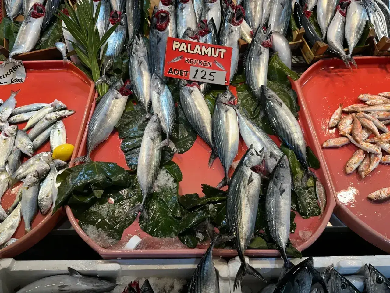 Kocaeli’de tezgâhlar yeni lezzete hazırlanıyor: Palamut veda ediyor